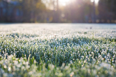 frosty lawn