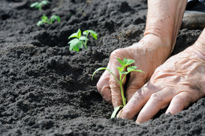 planting veg